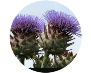 Цветы АРТИШОКА (Cynara scolymus)